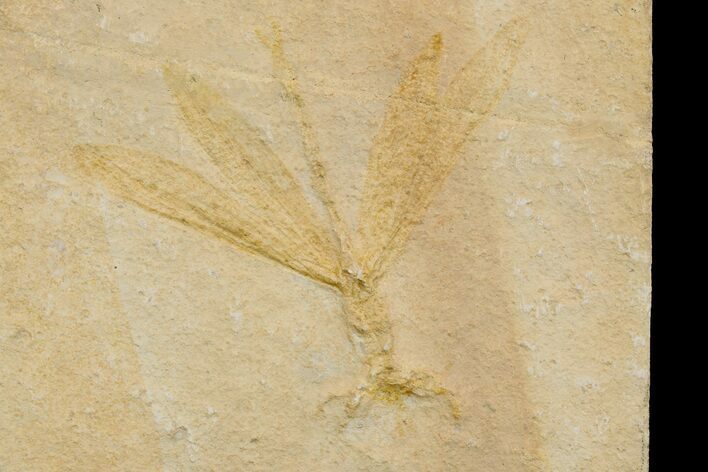 Fossil Dragonfly (Tharsophlebia?) - Solnhofen Limestone #175099